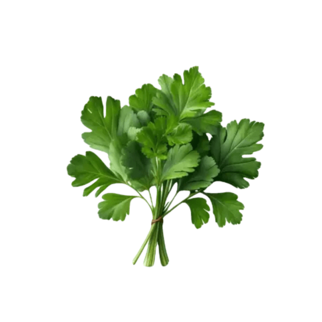 Parsley Stem