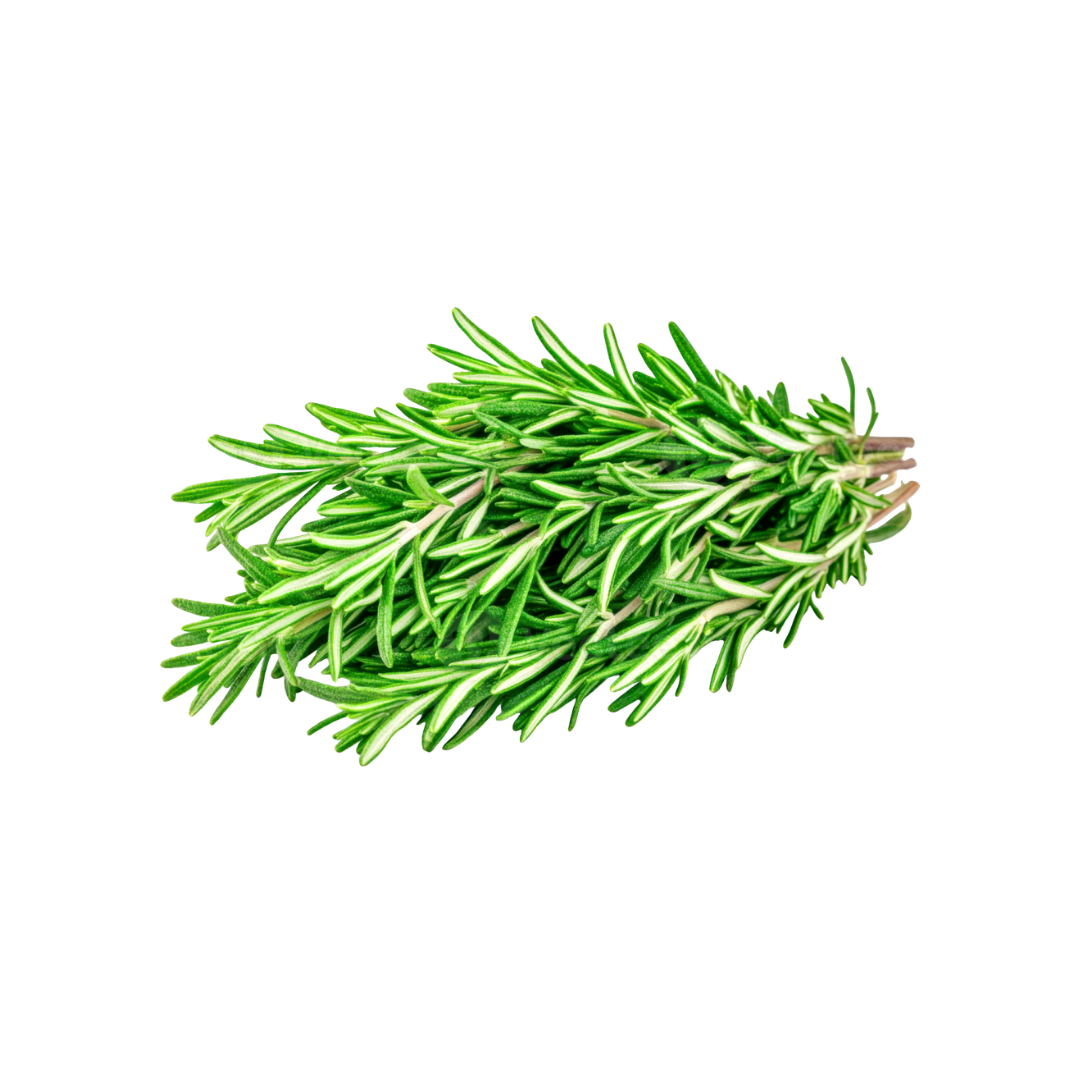 Rosemary Leaf