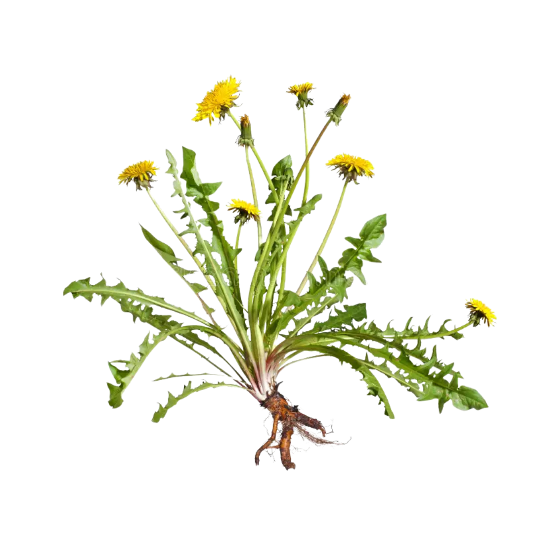 Dandelion Root